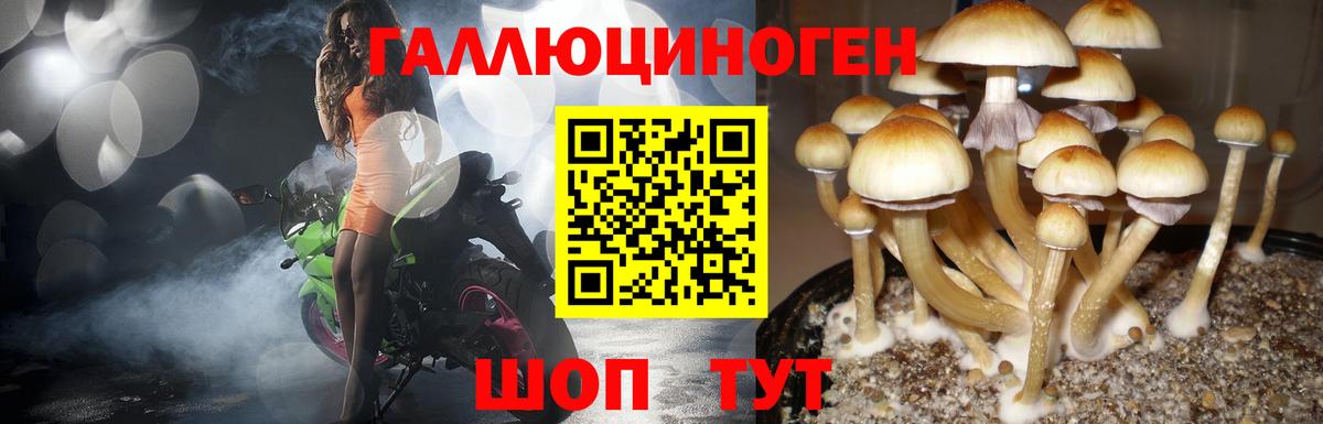 Галлюциногенные грибы Cubensis Шелехов